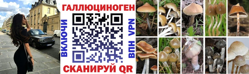Псилоцибиновые грибы Psilocybe  купить  сайты  Саратов 